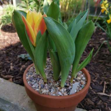 Iain's garden