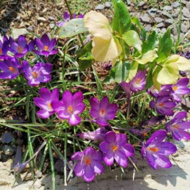 Iain's garden