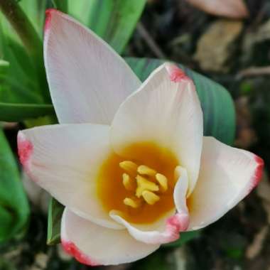 Iain's garden