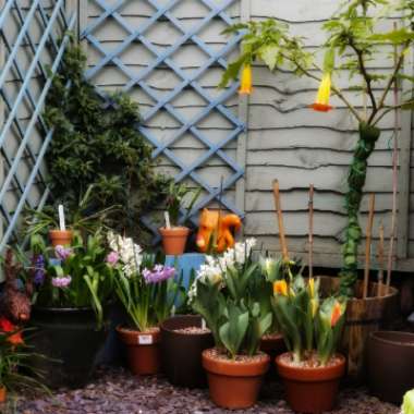 Iain's garden