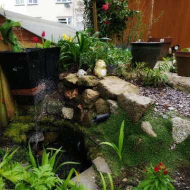 Iain's garden