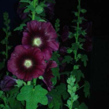 A's garden