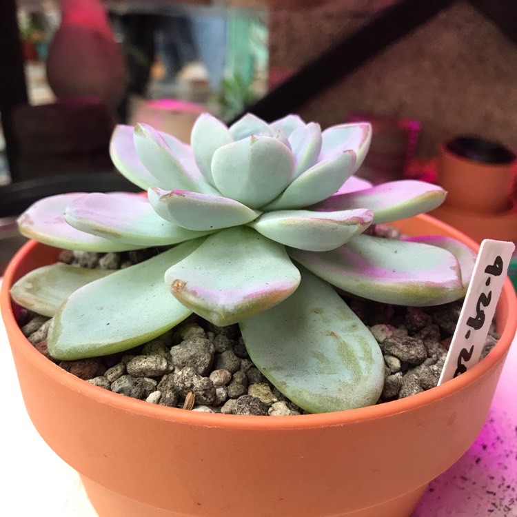 Plant image Echeveria Ice Green
