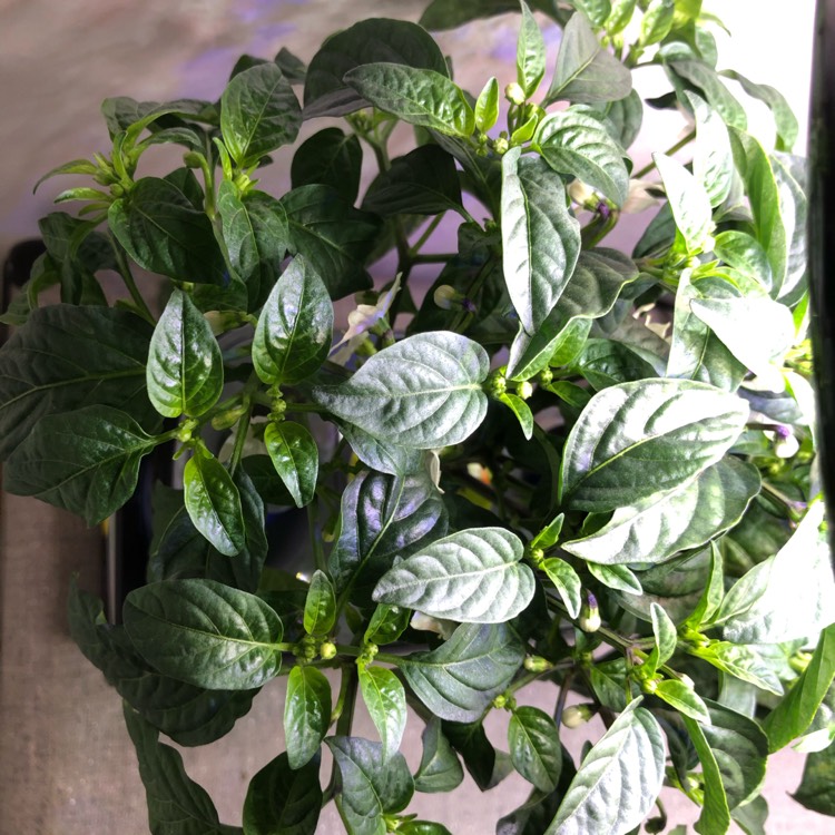 plant image 1385735 plant image 1385735