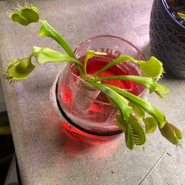 Dionaea muscipula