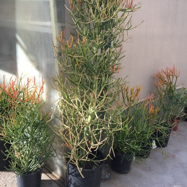 Firesticks