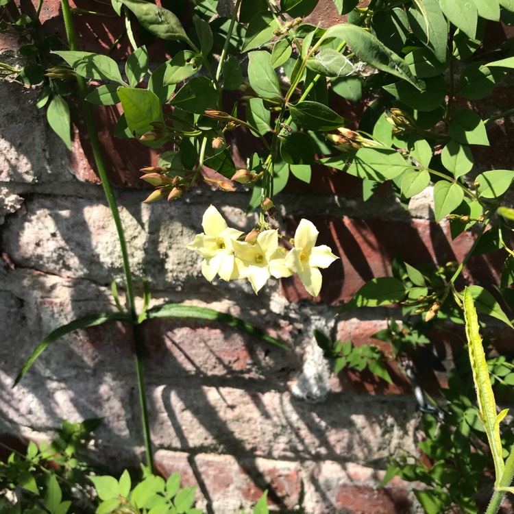 plant image 758393 plant image 758393