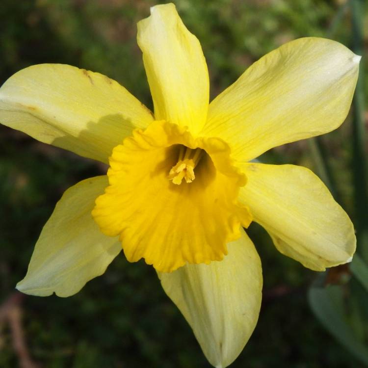 plant image 1563884