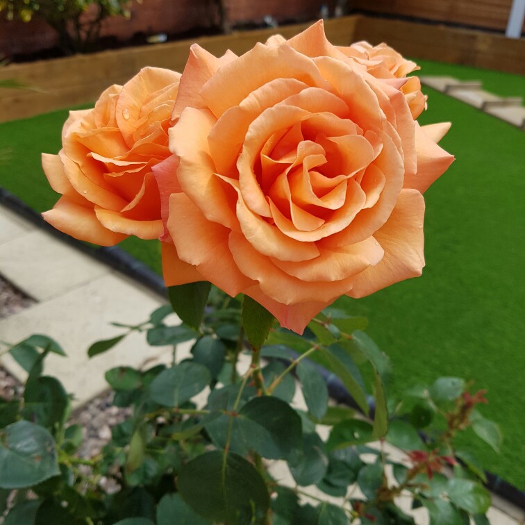 Plant image Rosa 'Warm Wishes'
