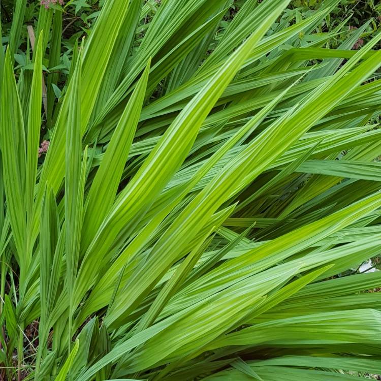Plant image Crocosmia 'Lucifer's Children'