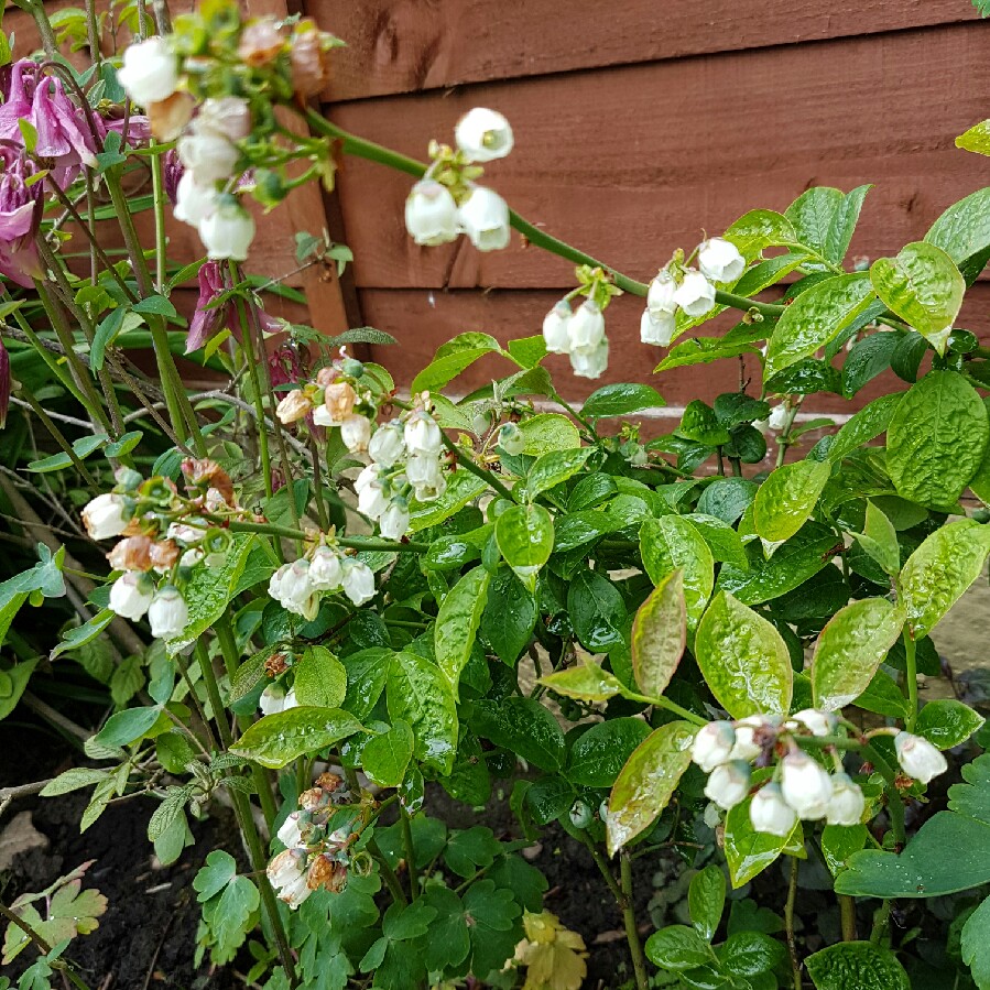 Plant image Vaccinium corymbosum 'Patriot'