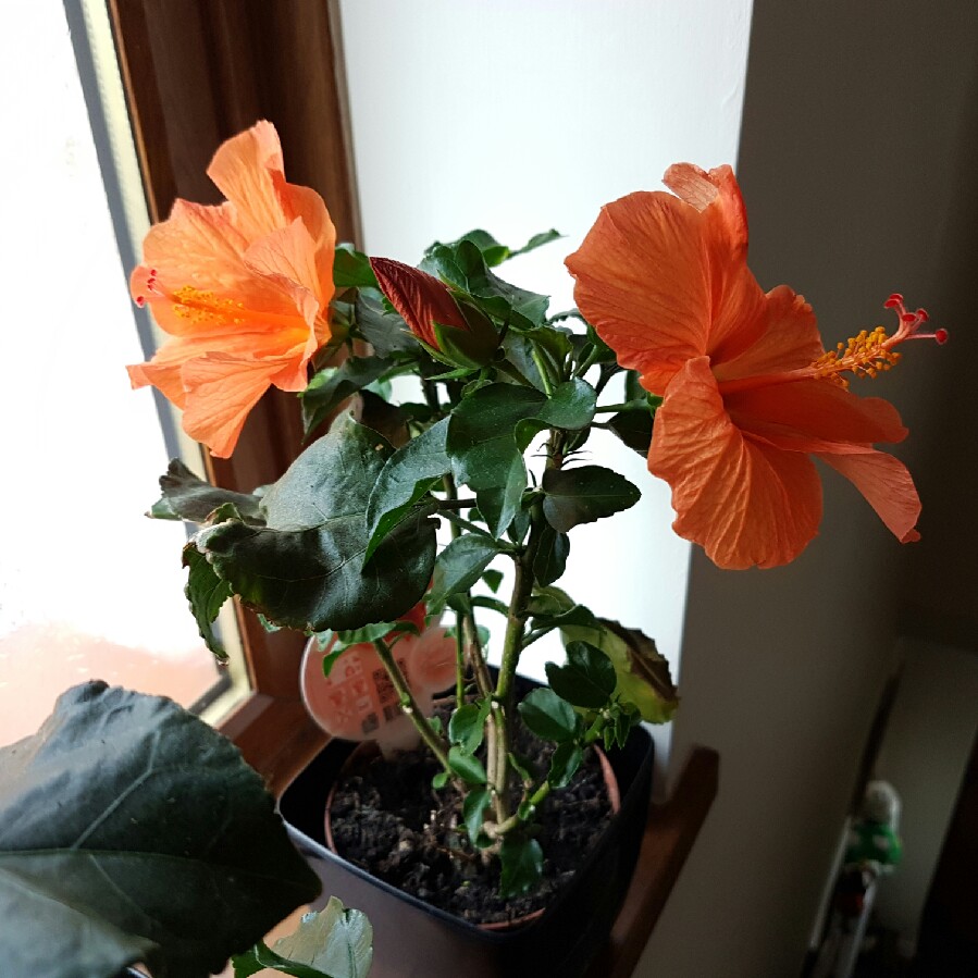 plant image 78590