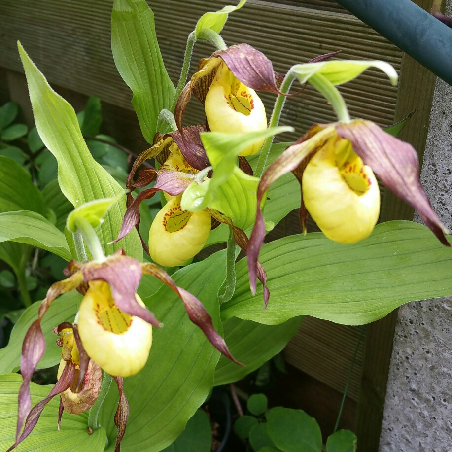 plant image 102245