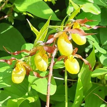 plant image 1043126