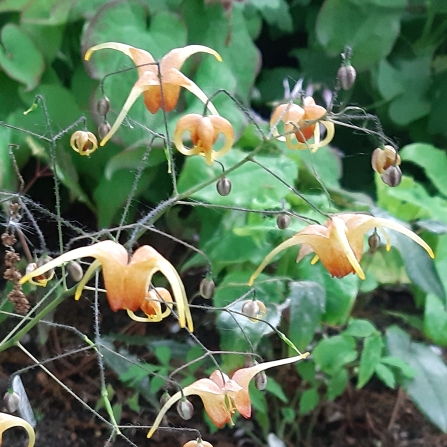 Plant image Epimedium 'Amber Queen'