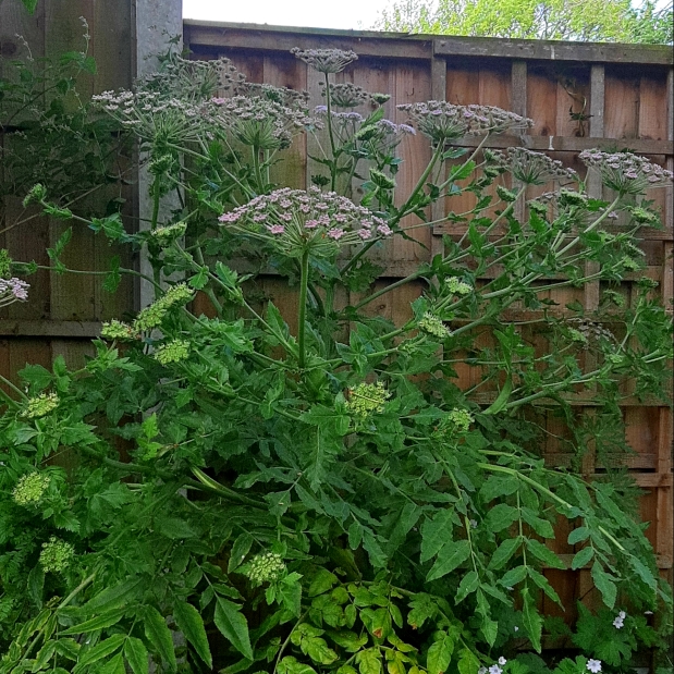 plant image 1050645