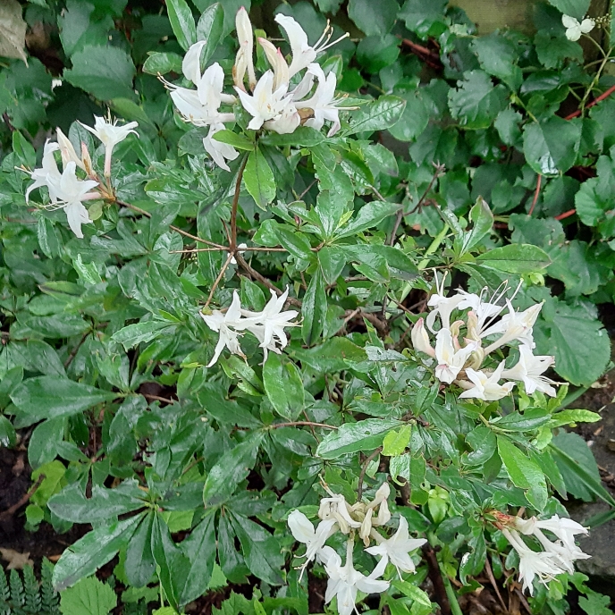 plant image 1076458