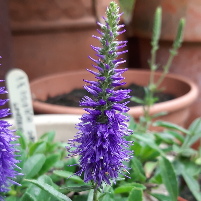 plant image 1107802