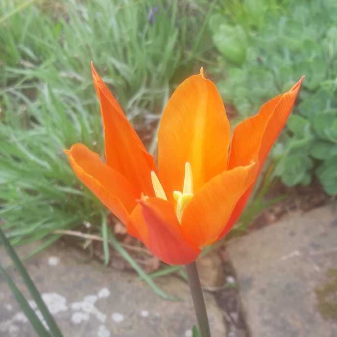 plant image 1265754