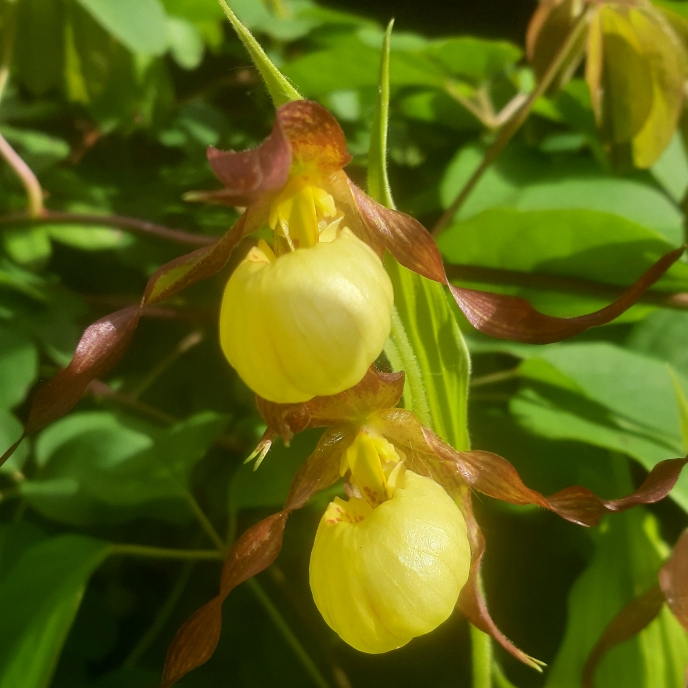 plant image 1298886