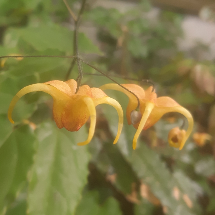 Plant image Epimedium 'Amber Queen'