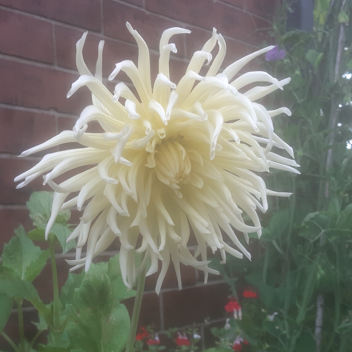 plant image 1354963