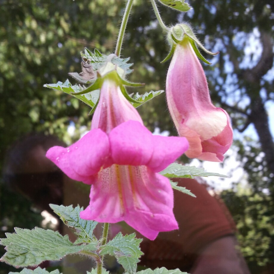 Plant image Rehmannia elata