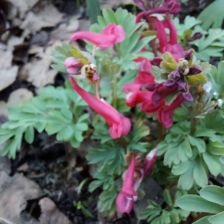 plant image 1449077