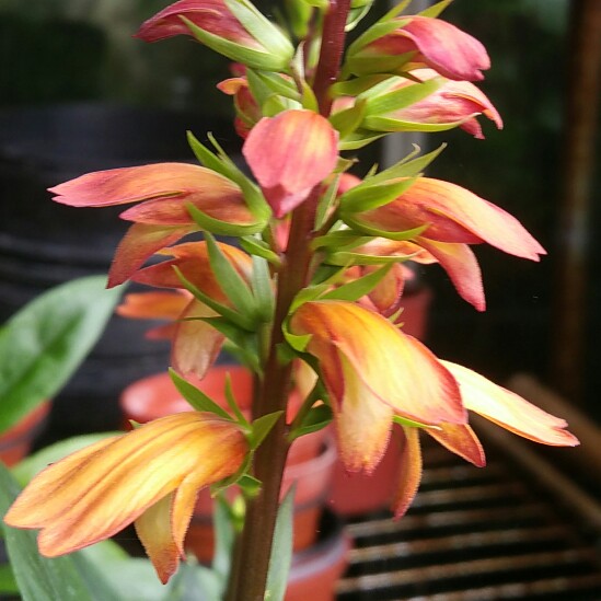 plant image 148672