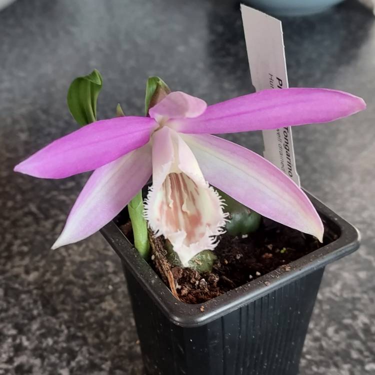 Plant image Pleione 'Tongariro'