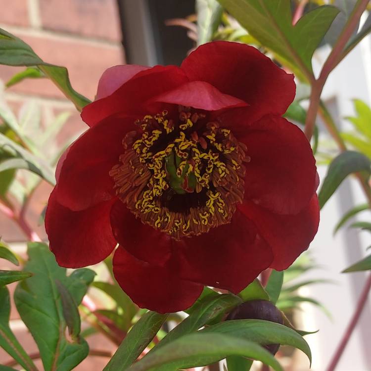 plant image 1580927