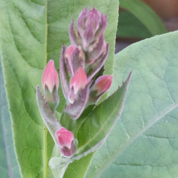 Plant image Lobelia tupa