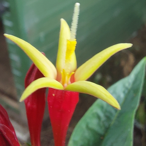 plant image 1609112