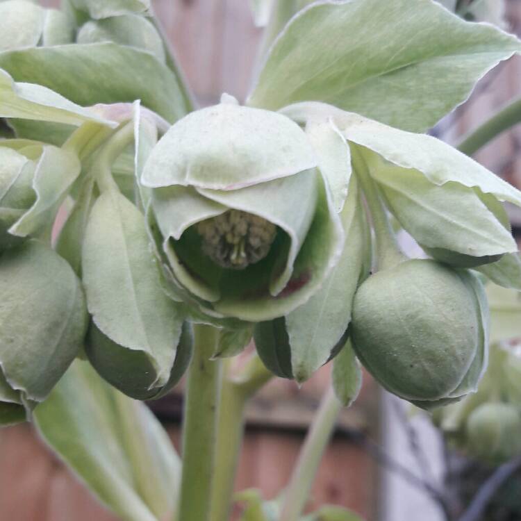 plant image 309101