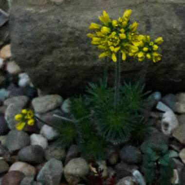 Draba aizoides