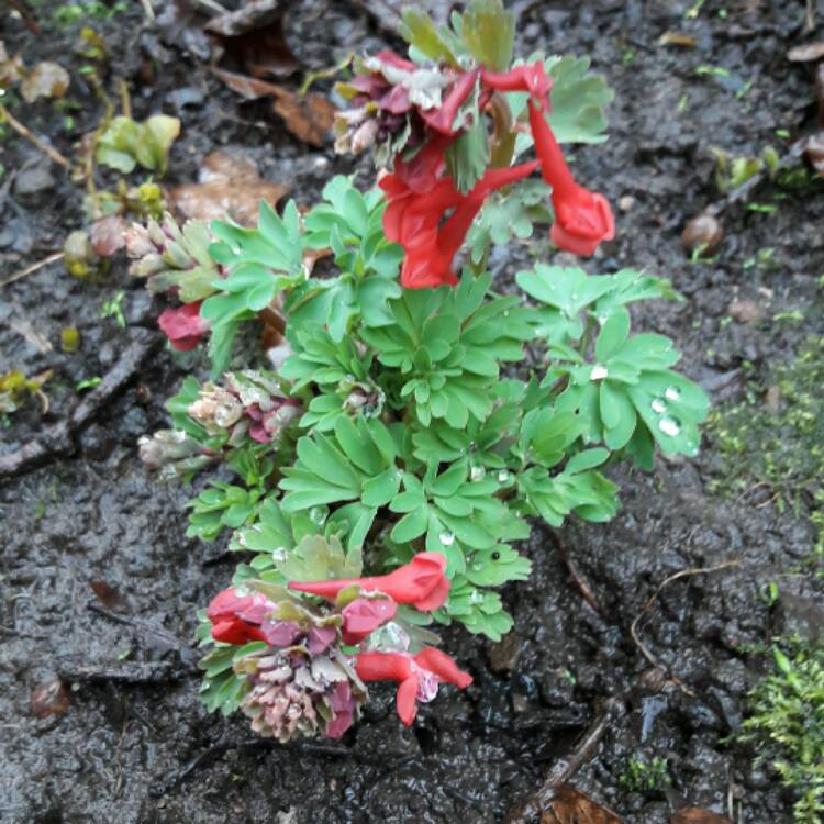 plant image 323913