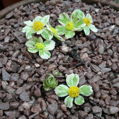 Hacquetia epipactis 'Thor'