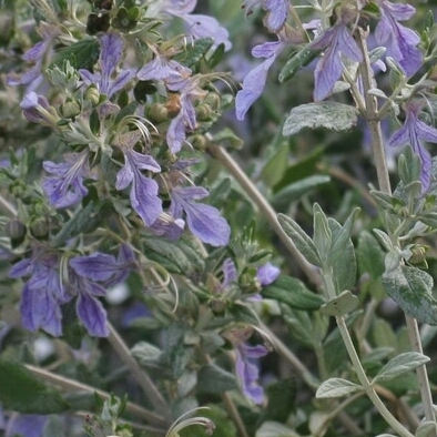 Plant image Teucrium fruticans 'Azureum'