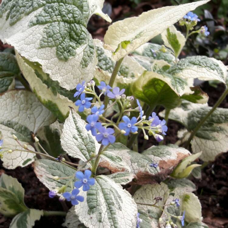 plant image 347463