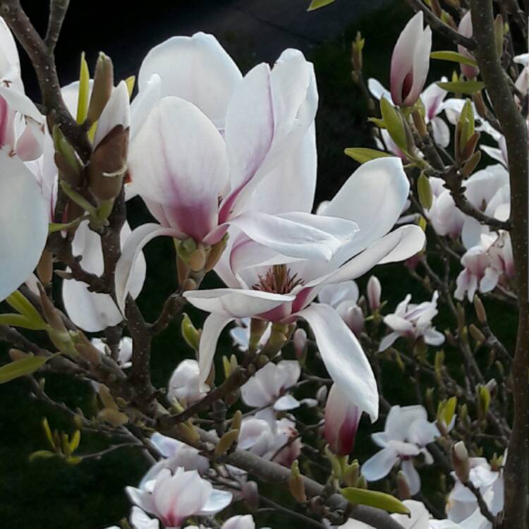 Plant image Magnolia x soulangeana
