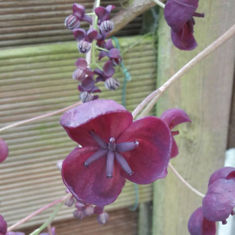 plant image 381458
