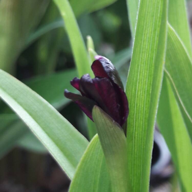 Plant image Roscoea scillifolia 'Blackbird'