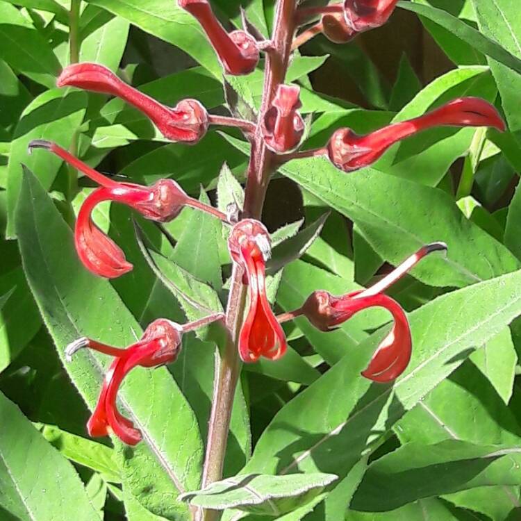 plant image 478842