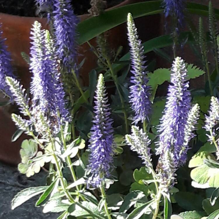 Plant image Veronica spicata var. hybrida