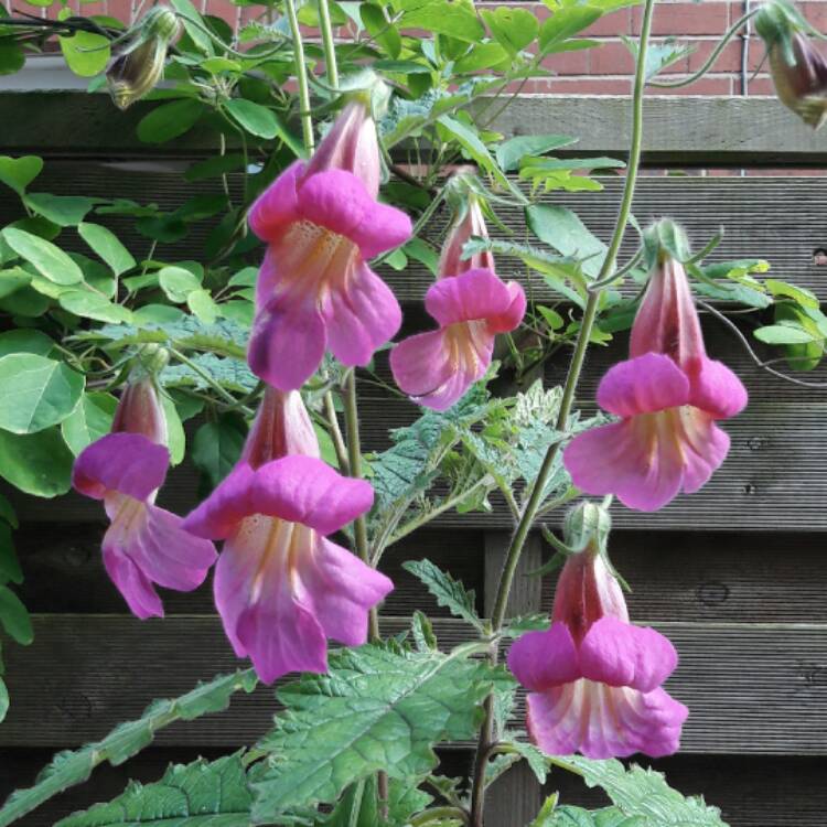Plant image Rehmannia elata