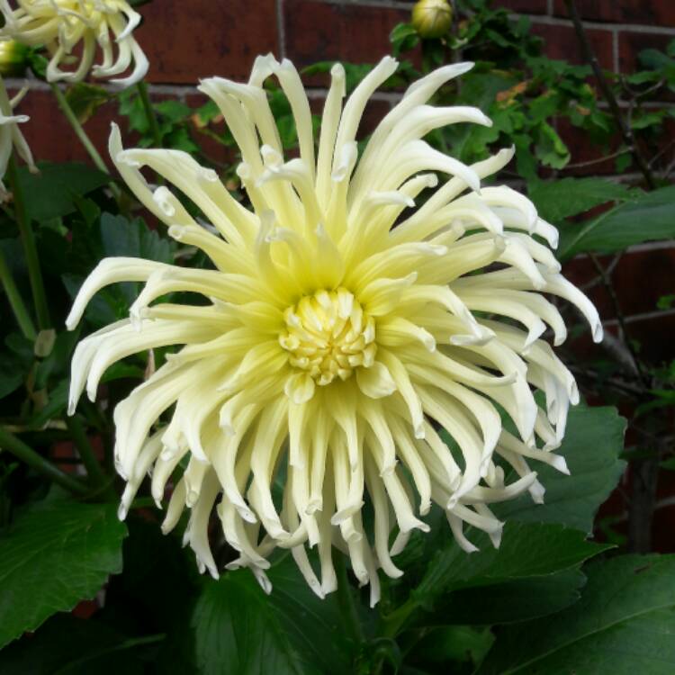 Plant image Dahlia 'Playa Blanca'