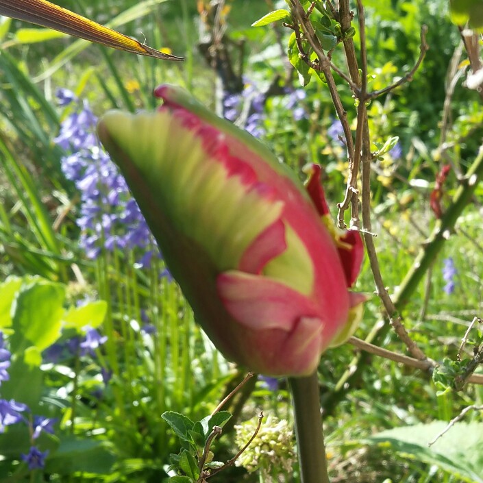 plant image 61086
