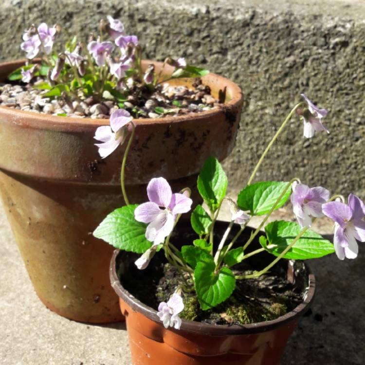 plant image 666611