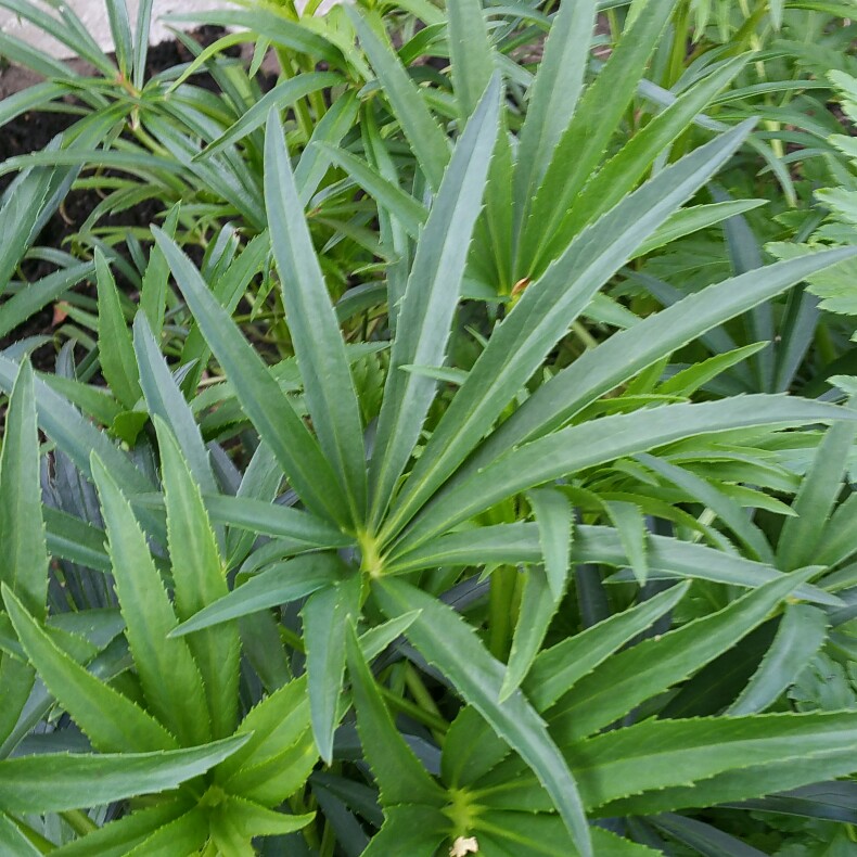 plant image 70243