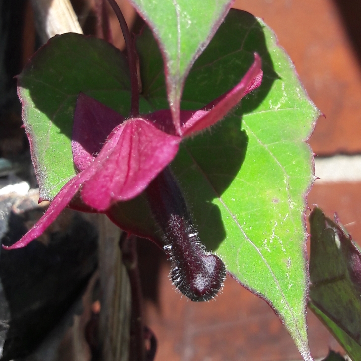 plant image 793768 plant image 793768